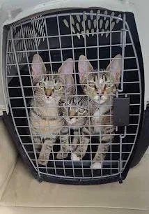 A baby small-sized male Domestic Short Hair cat named Gage for adoption in Chamblee, GA