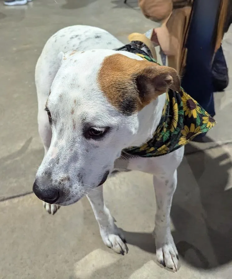 An adult medium-sized female Tricolor (Brown, Black, & White) American Staffordshire Terrier dog named Daisy for adoption in TULSA, OK