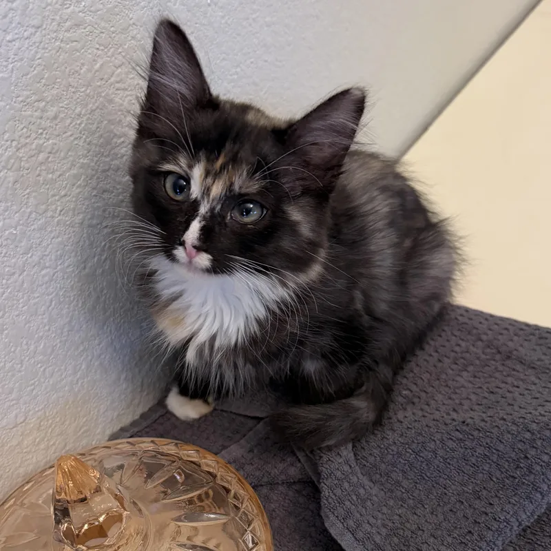 A baby medium-sized female Torbie Domestic Long Hair cat named Ms Mia for adoption in Pendleton, OR