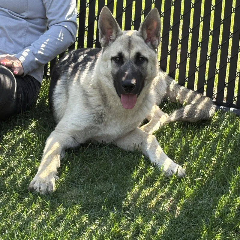 A baby large-sized male Yellow / Tan / Blond / Fawn German Shepherd Dog dog named Ranger for adoption in Kankakee, IL