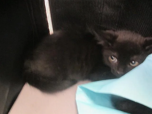A baby small-sized male Domestic Short Hair cat named Wallace for adoption in Ocala, FL