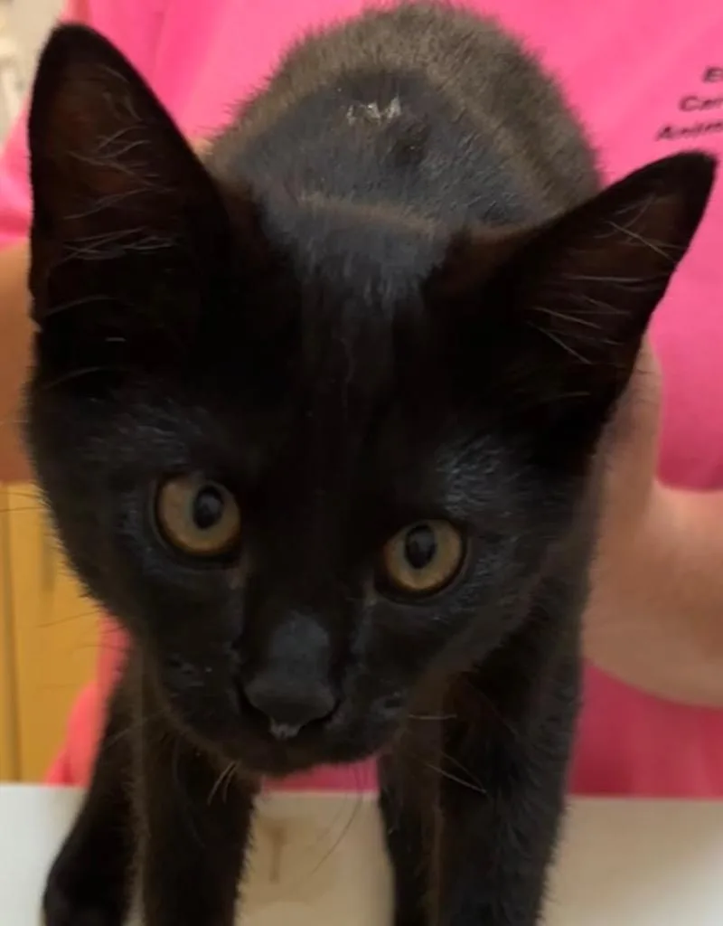 A baby large-sized male Domestic Short Hair cat named Shadow for adoption in Elizabethton, TN