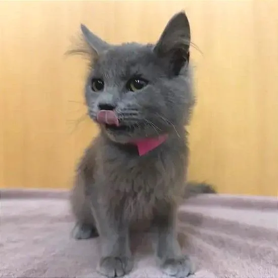 A baby small-sized female Domestic Medium Hair cat named Charli for adoption in Saint Louis, MO