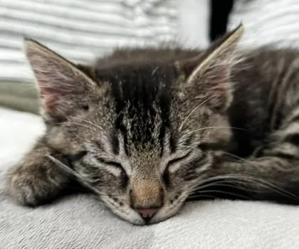 Oliver