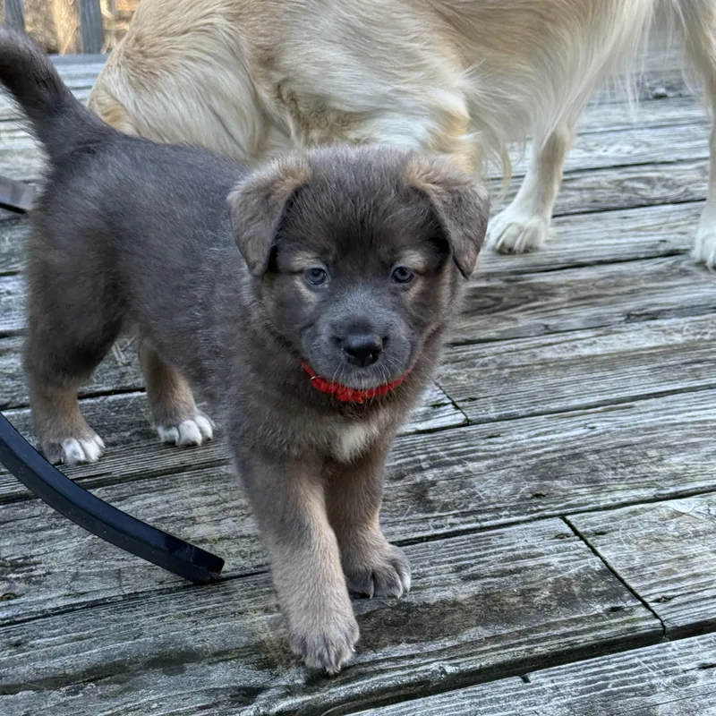 Nova Hufflepup thumbnail 2