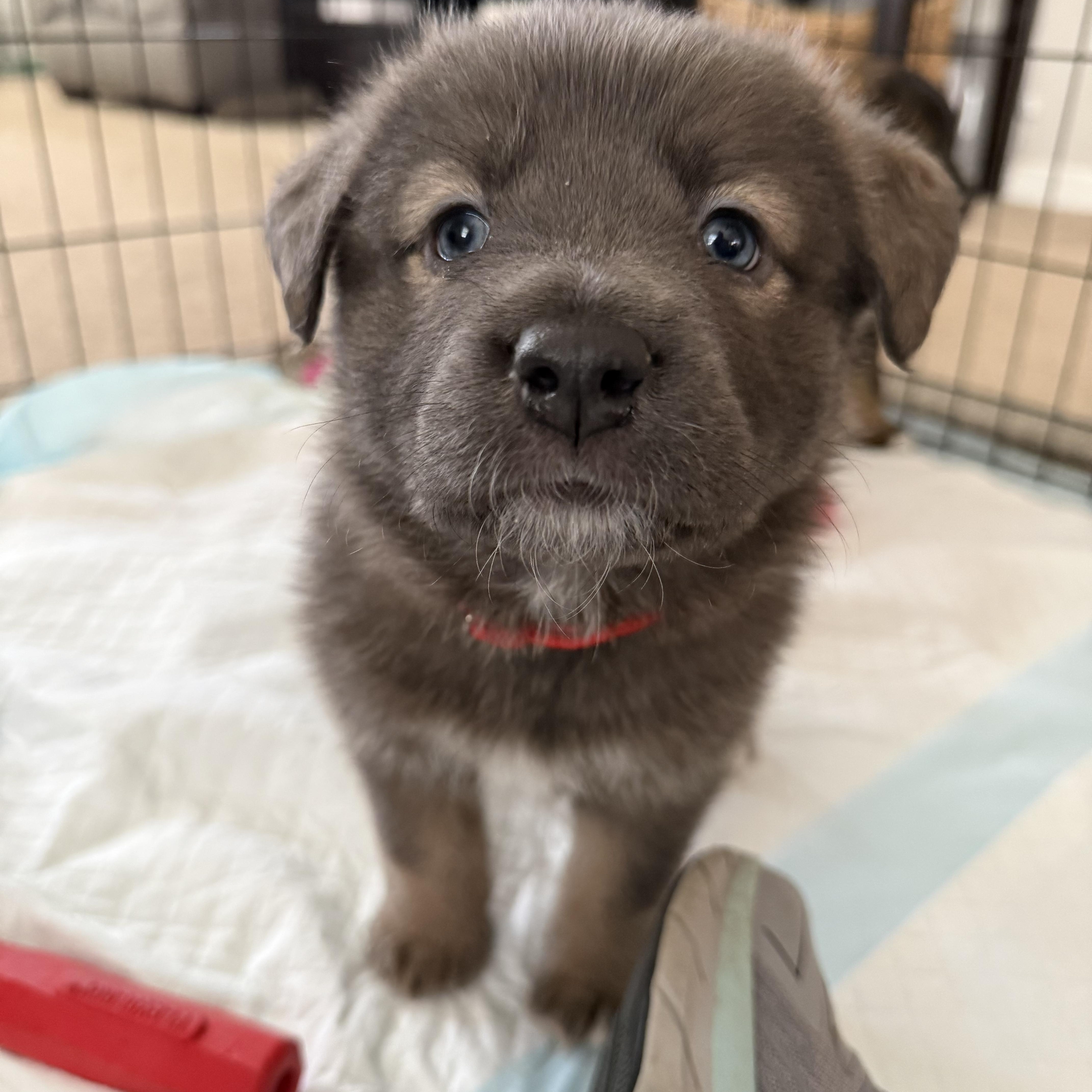 A baby medium-sized female Gray / Blue / Silver Border Collie dog named Nova Hufflepup for adoption in Andover, MA