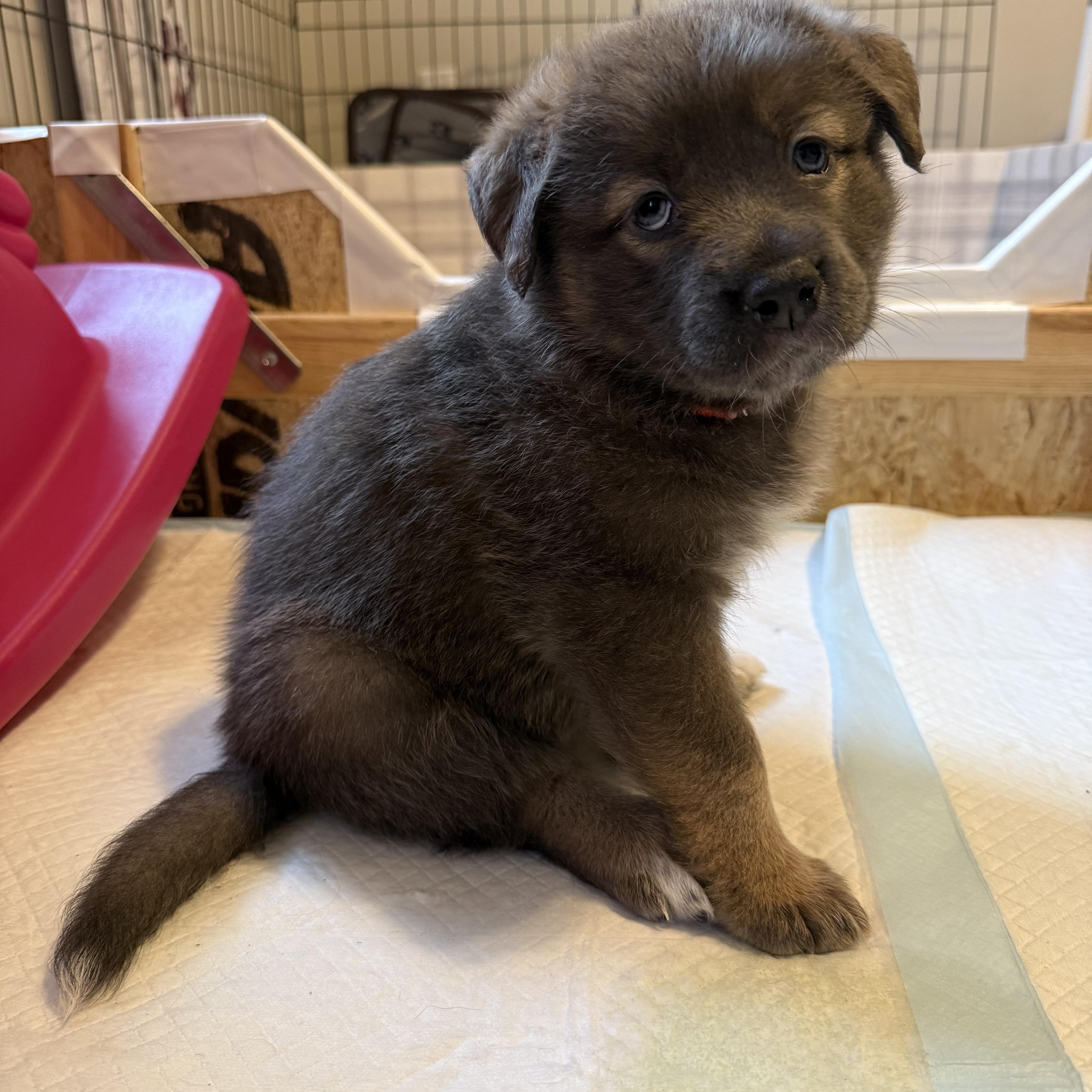 Nova Hufflepup thumbnail 3