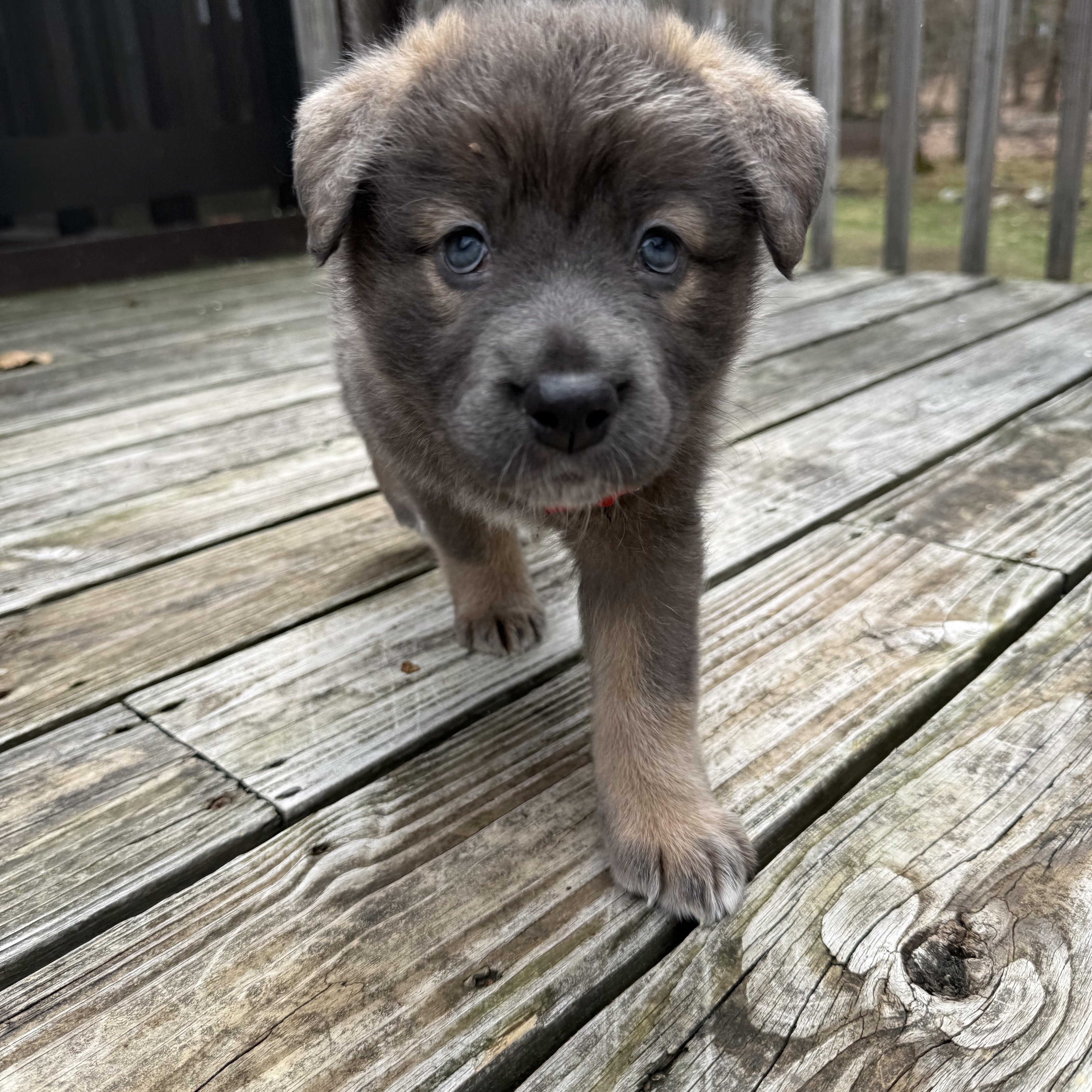 Nova Hufflepup thumbnail 5