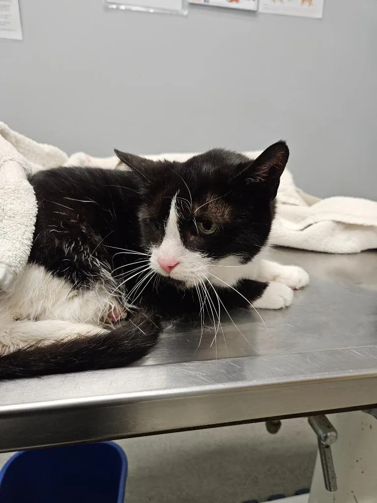 A senior medium-sized female Domestic Short Hair cat named Kallie for adoption in Bloomington, IN