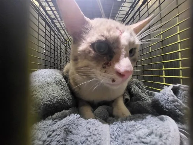An adult small-sized male Domestic Short Hair cat named Tommy for adoption in San Antonio, TX