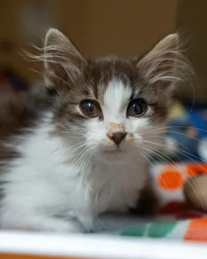 A baby small-sized male Domestic Short Hair cat named Bennet for adoption in Pequot Lakes, MN
