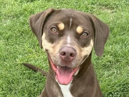 An adult large-sized female Brown / Chocolate Mixed Breed dog named Cocoa for adoption in Georgetown, TX