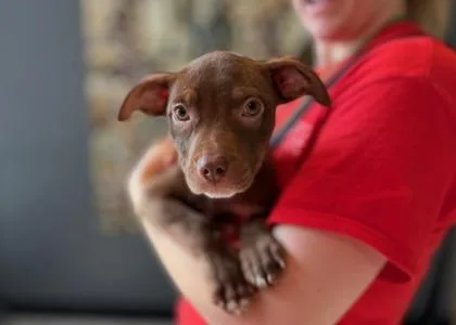 A baby medium-sized female Mixed Breed dog named Nutella for adoption in West Chester, PA