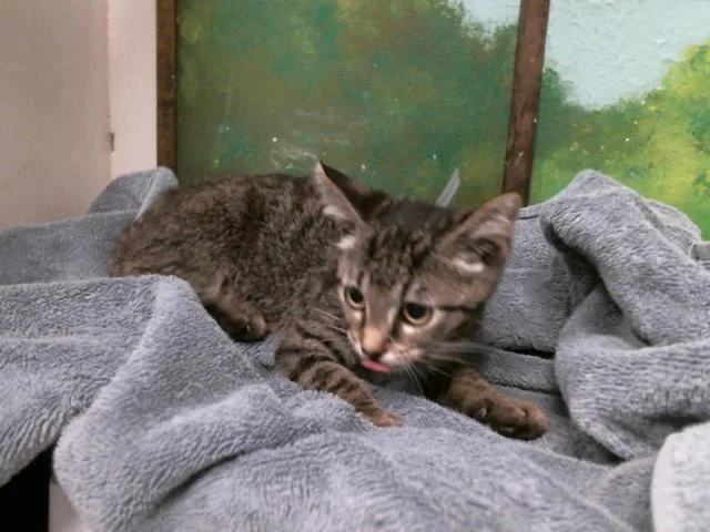 A baby small-sized female Domestic Short Hair cat named Cookie for adoption in Houston, TX