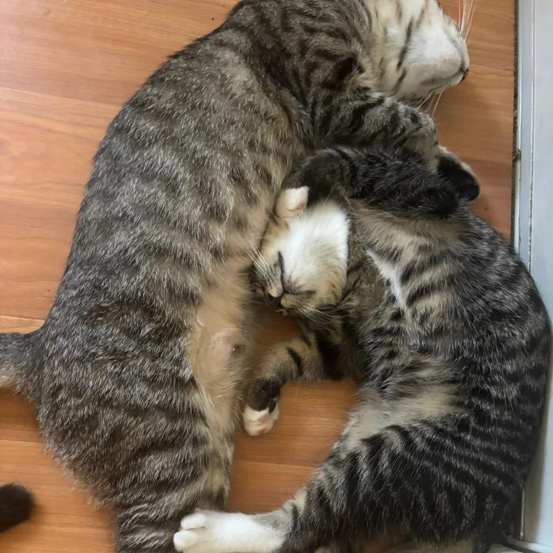 A young small-sized male Gray / Blue / Silver Domestic Short Hair cat named Fitz for adoption in Los Angeles, CA