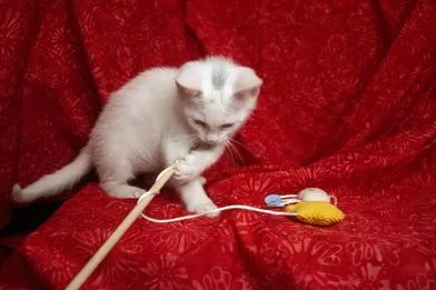 Smudge thumbnail 5