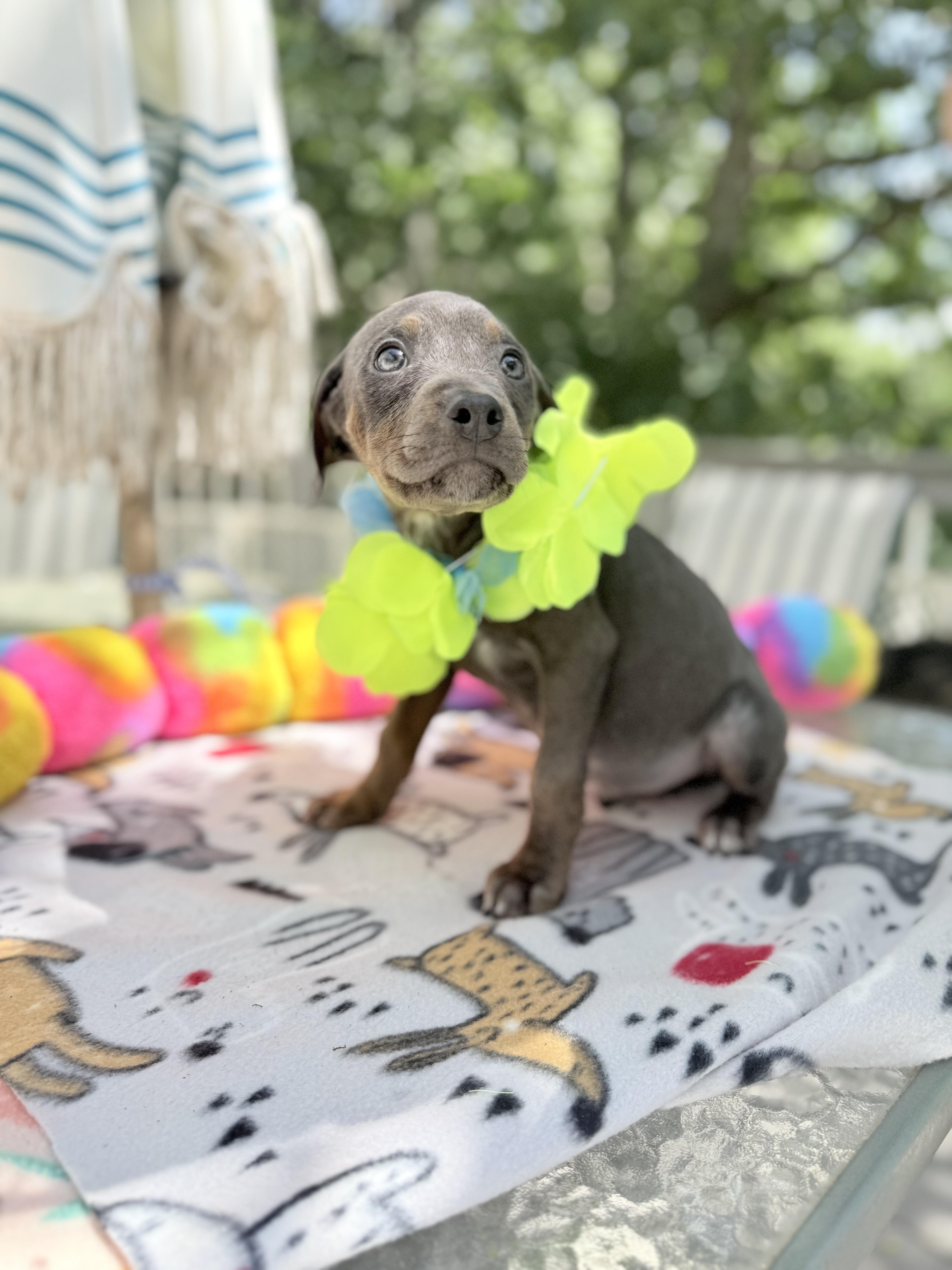 A baby medium-sized male Gray / Blue / Silver Doberman Pinscher dog named Lucius for adoption in White Lake, MI