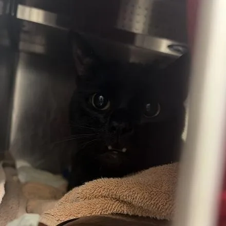 An adult medium-sized male Black Domestic Short Hair cat named Slinky for adoption in Asheville, NC