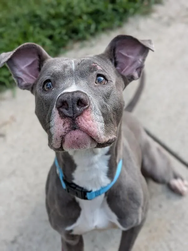 An adult large-sized female Gray / Blue / Silver Mixed Breed dog named Baby Bell for adoption in Cincinnati, OH