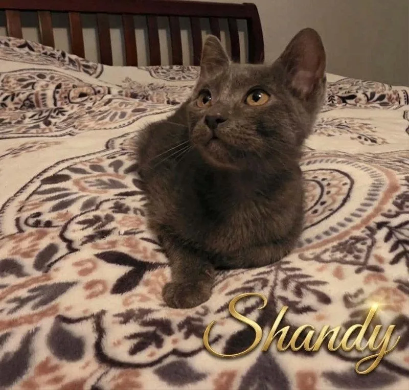A baby medium-sized male Gray / Blue / Silver Domestic Short Hair cat named Shandy for adoption in Pineville, LA