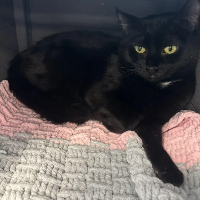 Nessarose thumbnail 2