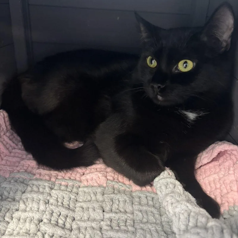 Nessarose thumbnail 3