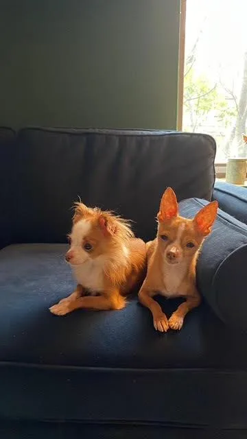An adult small-sized female Chihuahua dog named Daisy & Khoa for adoption in Brooklyn, NY