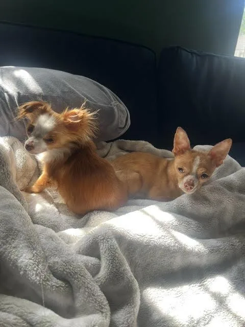 Daisy & Khoa thumbnail 3