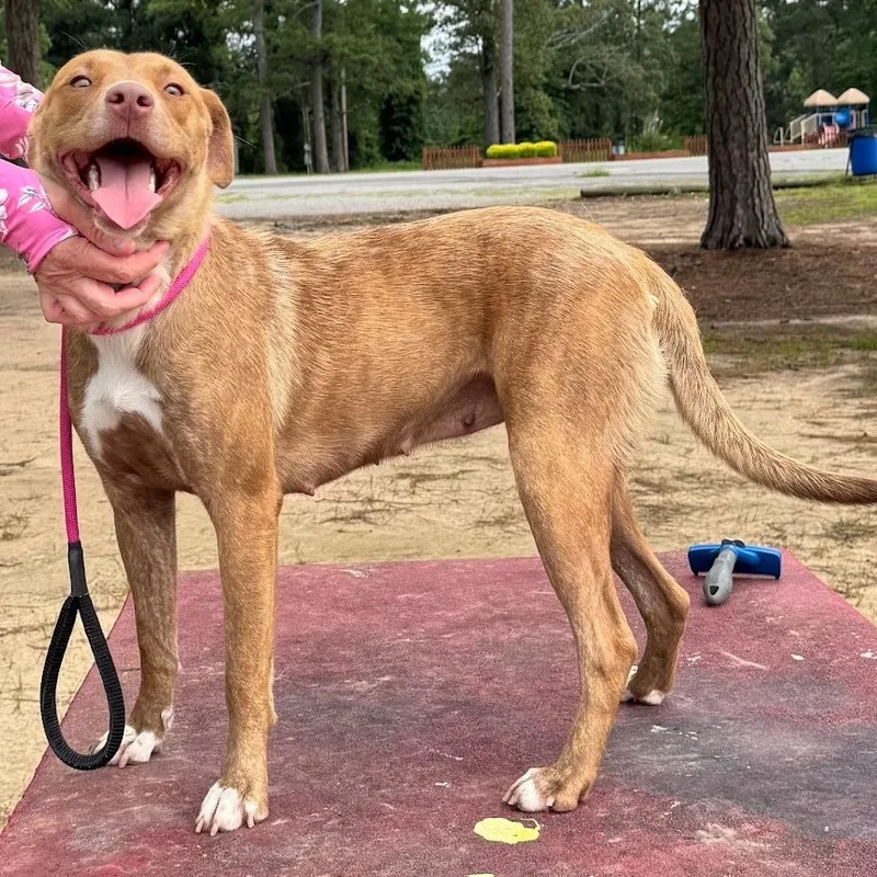 A young small-sized female Mixed Breed dog named Rebel for adoption in Pine Bluff, AR