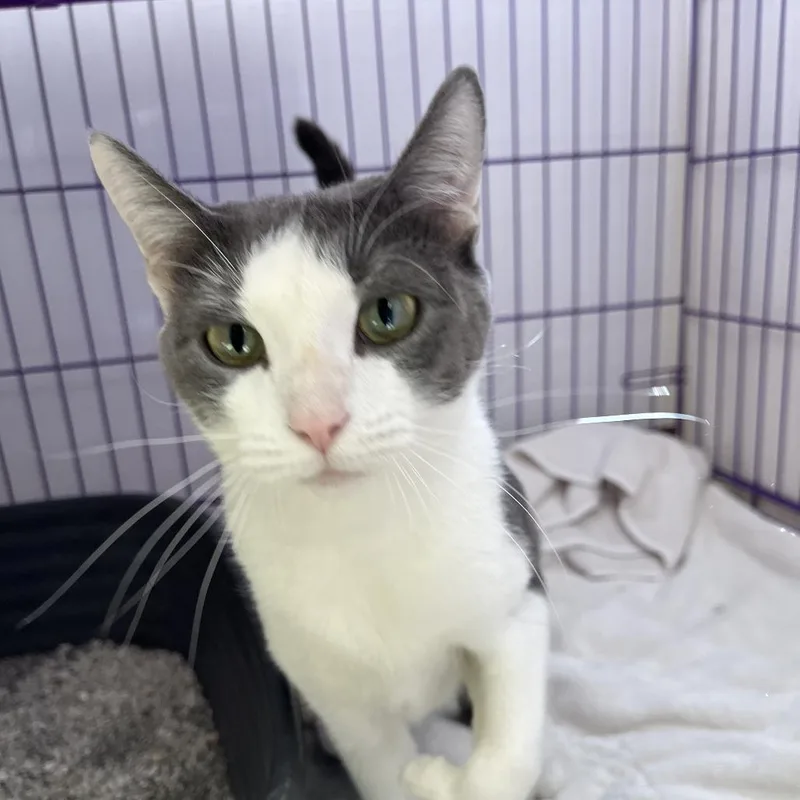 An adult medium-sized female Gray / Blue / Silver Domestic Short Hair cat named Loka for adoption in Bedford, NH