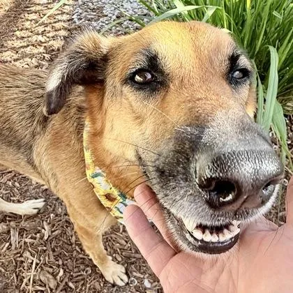 An adult large-sized female Mixed Breed dog named Alexa for adoption in Largo, FL