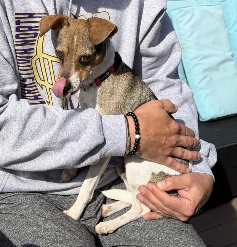 An adult small-sized male Rat Terrier dog named Lucas aka Jack for adoption in Nanuet, NY