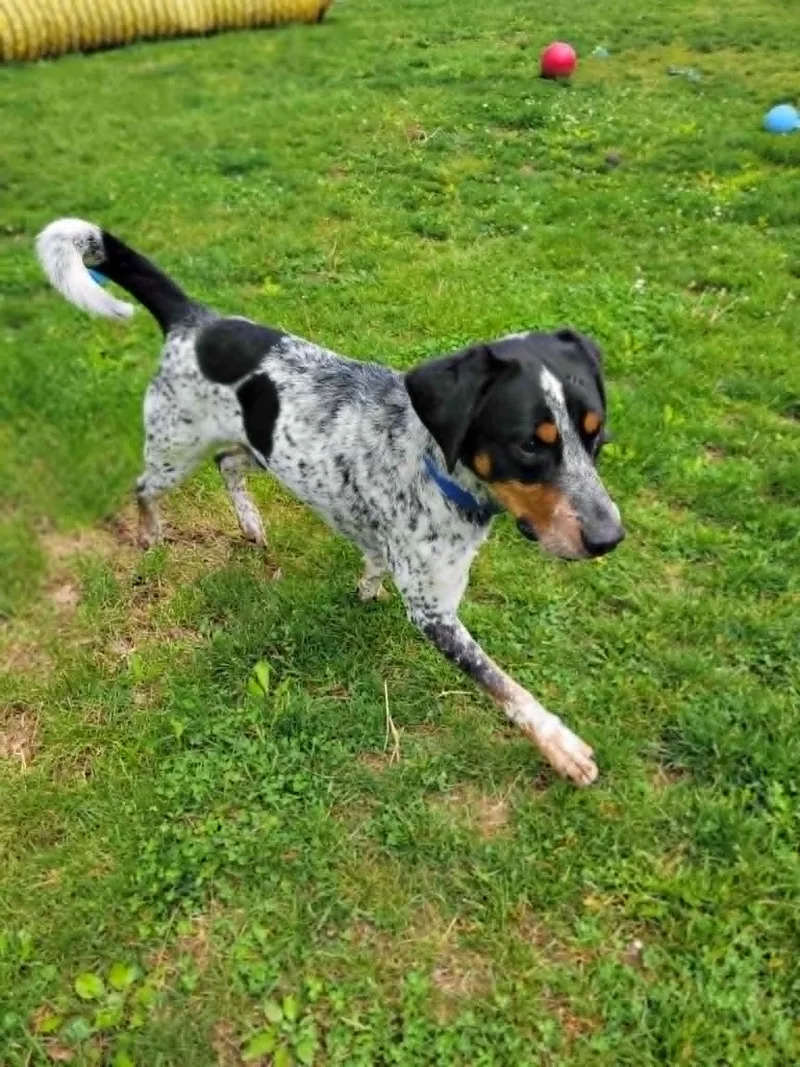 Scout