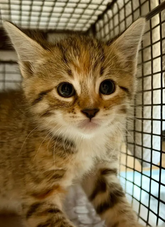A baby medium-sized female Domestic Short Hair cat named Dancer for adoption in San Jose, CA