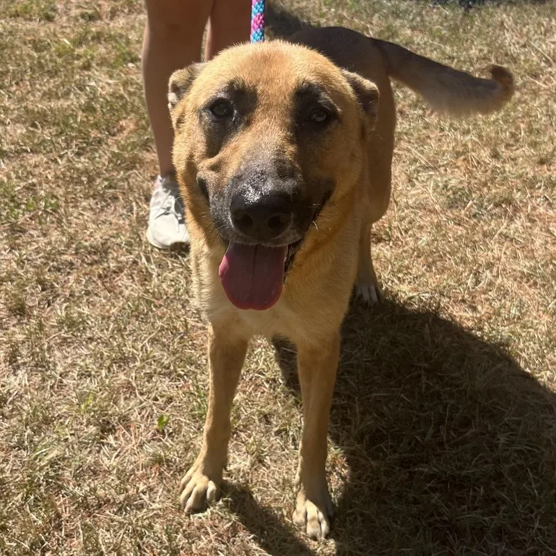 An adult large-sized female Red / Chestnut / Orange Shepherd dog named Ruby for adoption in Palestine, TX