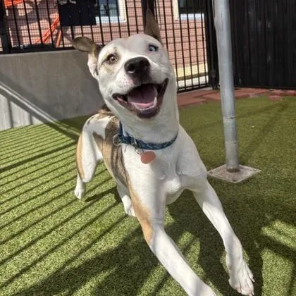 An adult medium-sized female Siberian Husky dog named Shakira for adoption in Merriam, KS