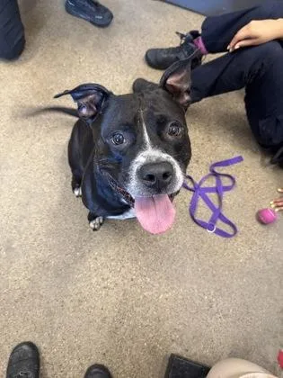 An adult large-sized male Black Pit Bull Terrier dog named Spencer for adoption in Cleveland, OH