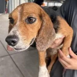 An adult small-sized male Beagle dog named Ravioli for adoption in East Hanover, NJ