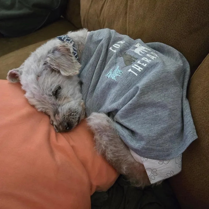 A senior small-sized male White / Cream Miniature Poodle dog named Lars In Colorado for adoption in Cumberland, ME