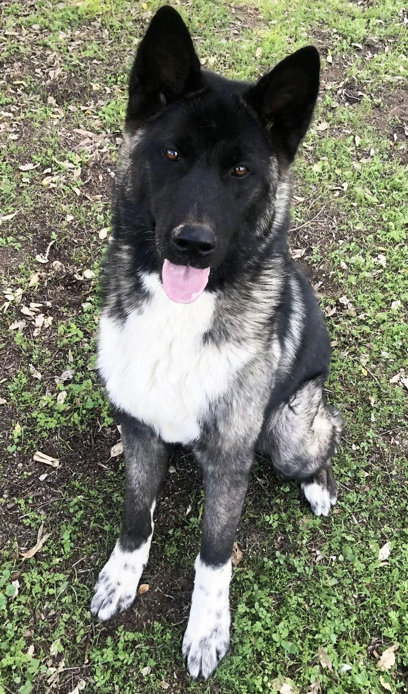 Micah  Puppy thumbnail 3