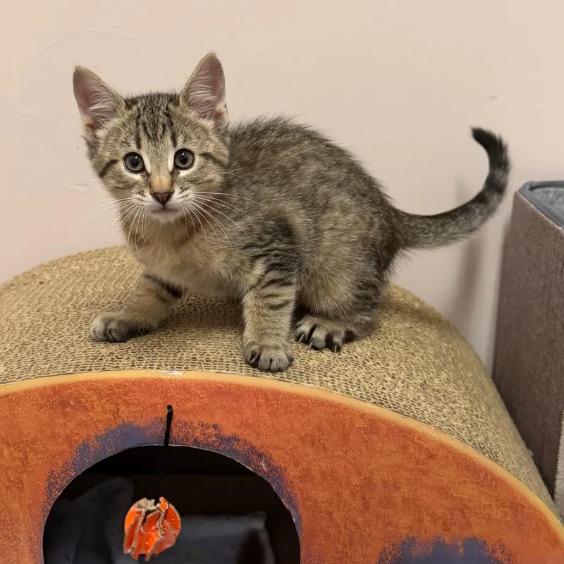A baby small-sized female Domestic Short Hair cat named Chai for adoption in Middlebury, VT