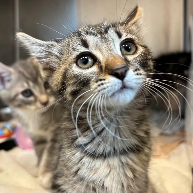 A baby small-sized male Brown / Chocolate Domestic Long Hair cat named Gary for adoption in Washington Township, OH