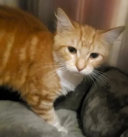 An adult small-sized female Domestic Short Hair cat named Melody for adoption in Phoenix, AZ