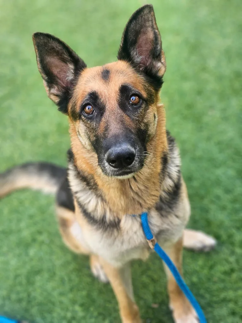 A young medium-sized female German Shepherd Dog dog named Pearl for adoption in San Jose, CA