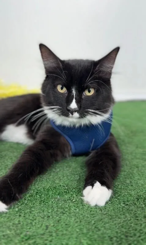 A baby small-sized male Black Tuxedo cat named Fuzzy for adoption in Carlsbad, CA