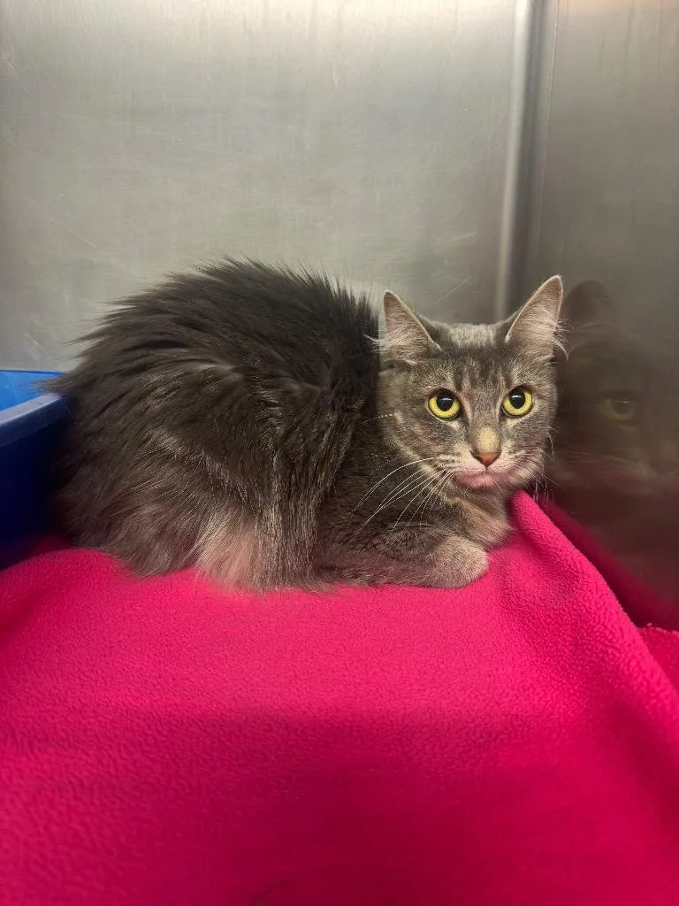 An adult medium-sized female Domestic Medium Hair cat named Drew Barrymore for adoption in Sorrento, LA
