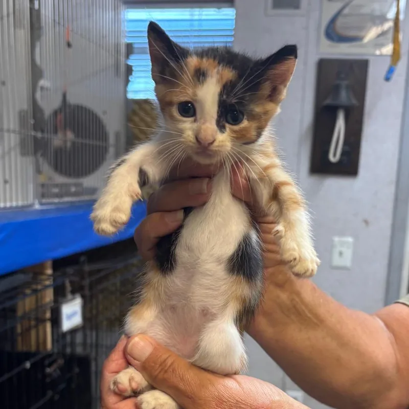 A baby small-sized female Calico Domestic Short Hair cat named Starlite for adoption in Hinesville, GA