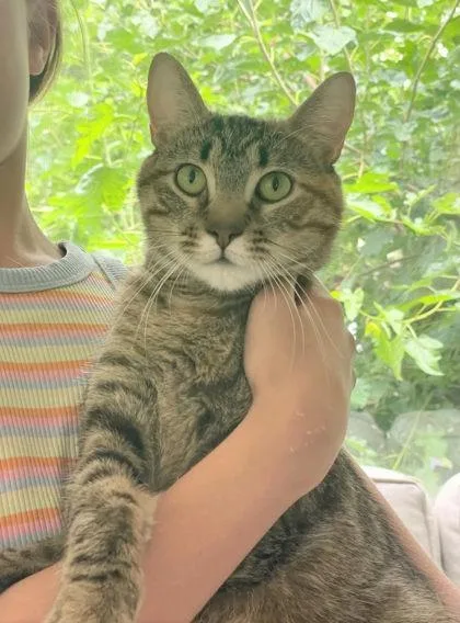 An adult medium-sized female Brown / Chocolate Domestic Short Hair cat named Mamalaide for adoption in Kansas City, MO