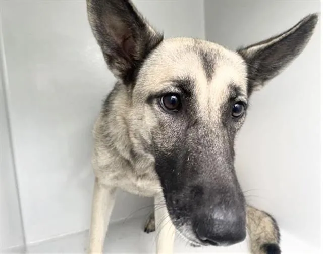An adult medium-sized female German Shepherd Dog dog named A for adoption in Houston, TX