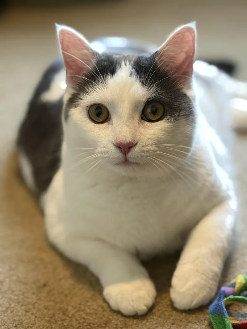 A young medium-sized female Domestic Short Hair cat named Tai & Dionne for adoption in Alexandria, VA